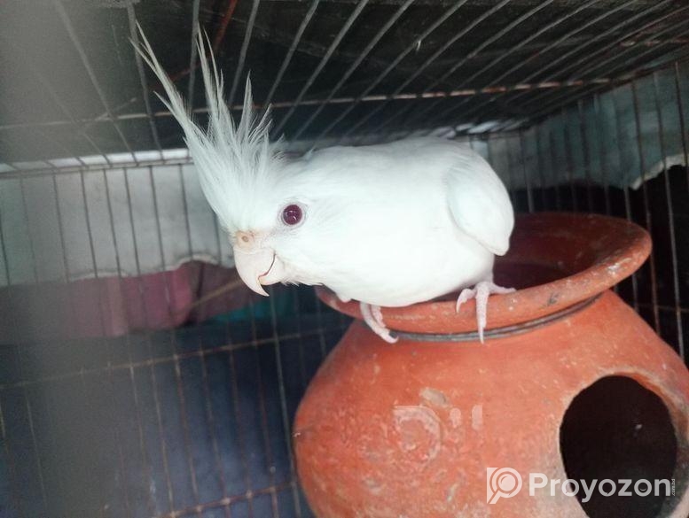 Albino Cocatel
