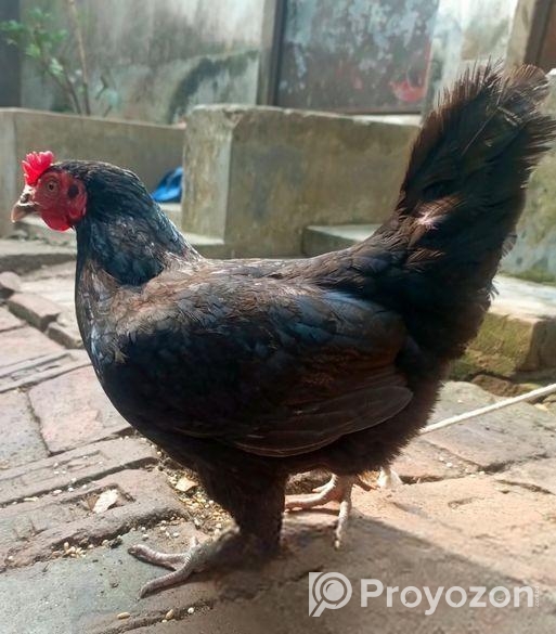 ২ পিচ বড় জাতের দেশি মুরগি