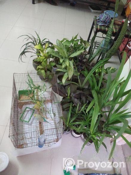 Tree sell