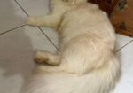Persian cat (traditional kitten)