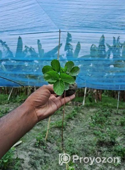 উন্নত জাতের উচ্চফলনশীল চারা থাইল্যান্ড