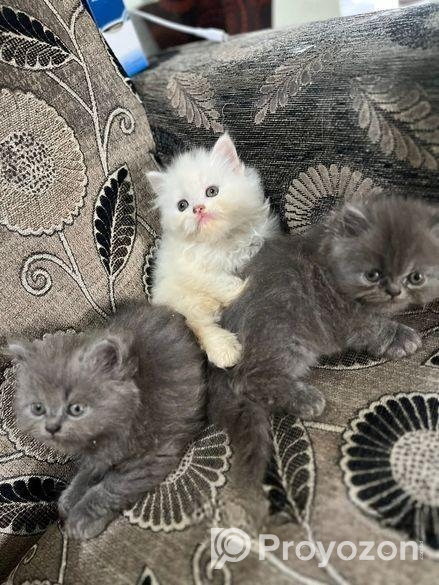 Persian Cat