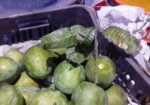 রংপুরের হাড়িভাঙ্গা আম