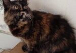 Pure Persian Cat