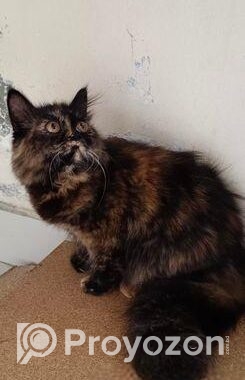 Pure Persian Cat
