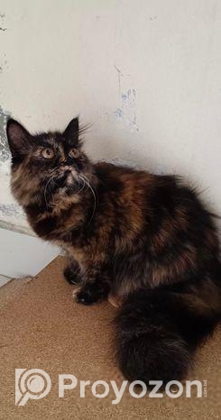 Pure Persian Cat