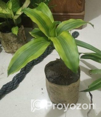 indoor plant