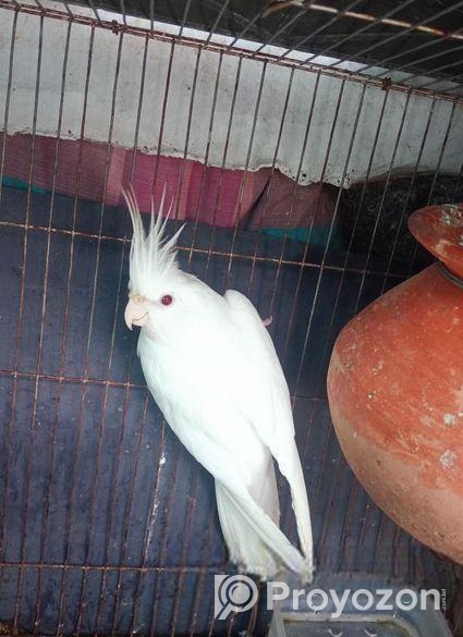 Albino Cocatel