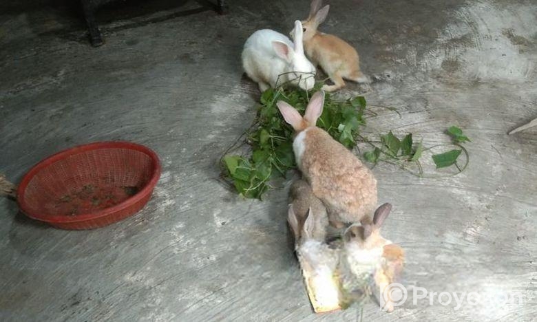 Rabbit for sale