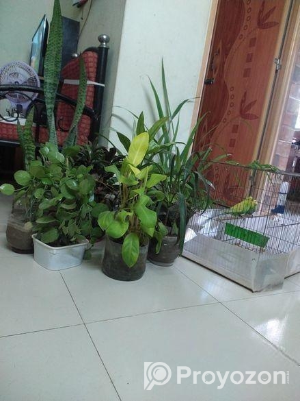 Tree sell