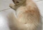 Persian cat (traditional kitten)