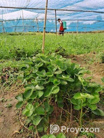 উন্নত জাতের উচ্চফলনশীল চারা থাইল্যান্ড