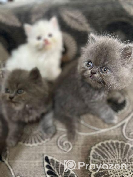Persian Cat