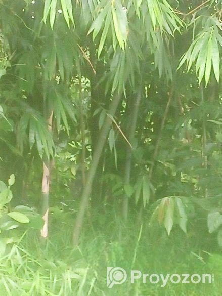 খুব ভালো আমার বাস