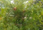 ফলওায়ালা ডালিম গাছ বিক্রি
