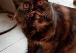 Pure Persian Cat