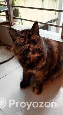 Pure Persian Cat