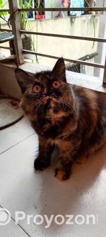 Pure Persian Cat