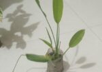 indoor plant