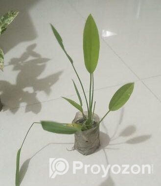 indoor plant
