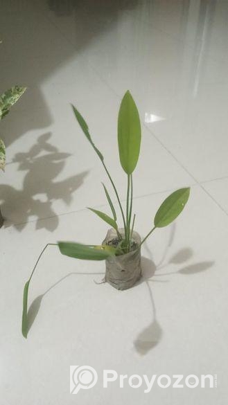 indoor plant