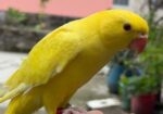 Yellow Ringneck Full Tame