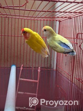 Love bird