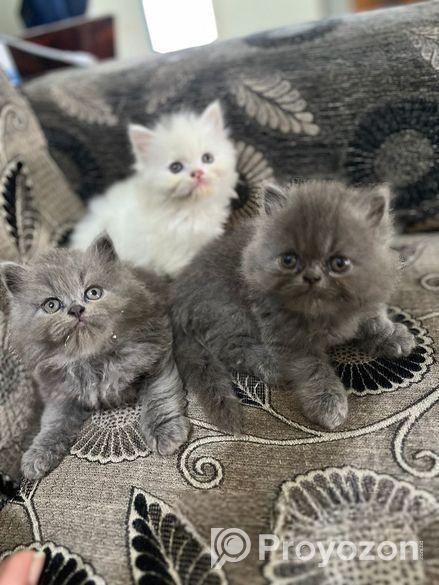 Persian Cat