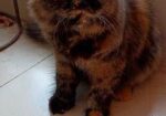 Pure Persian Cat