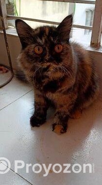 Pure Persian Cat