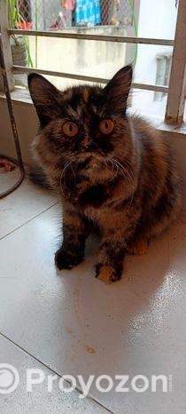 Pure Persian Cat