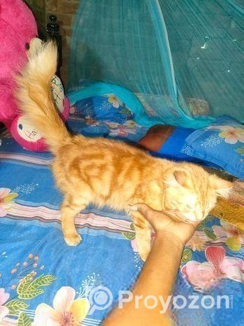 Cat Sell
