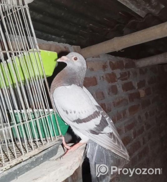 Kobutor Sell