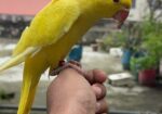 Yellow Ringneck Full Tame