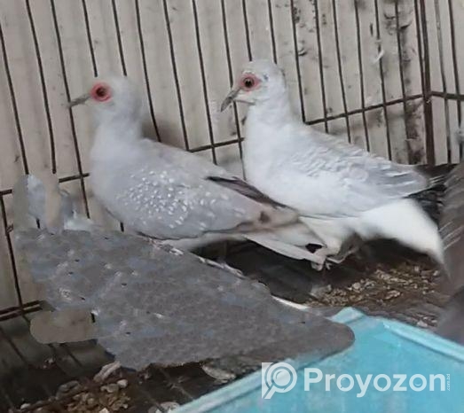 Diamond Dove