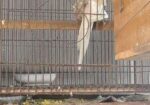 Big Size Albino Confirm Breeding Pair For Sale