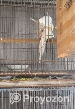 Big Size Albino Confirm Breeding Pair For Sale