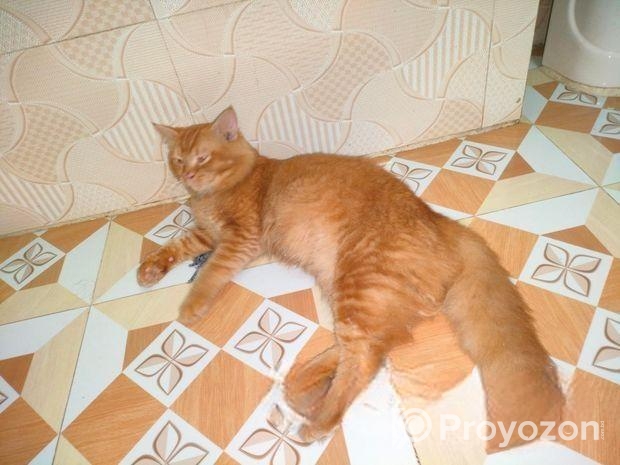Persian Male Cat