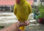 Yellow Ringneck Full Tame