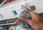 সিলভার কবুতর