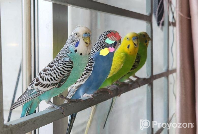 Tamed Budgie’s