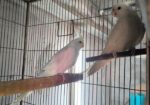 Big Size Albino Confirm Breeding Pair For Sale