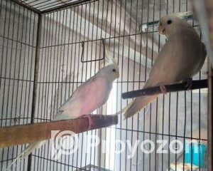 fitted-27_2025-08-30_17-07-08