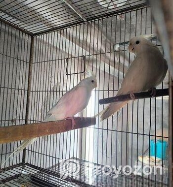 Big Size Albino Confirm Breeding Pair For Sale