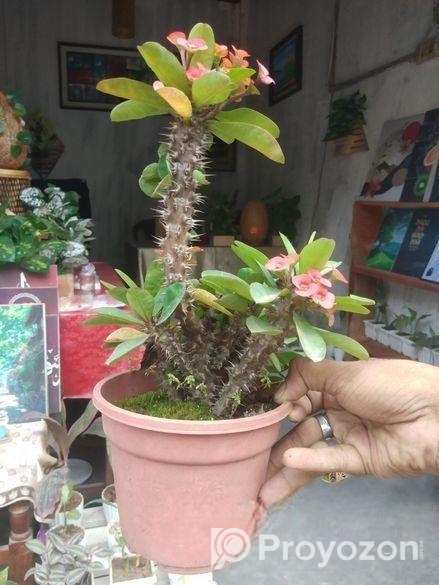 Indoor Plant’s