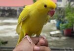 Yellow Ringneck Full Tame