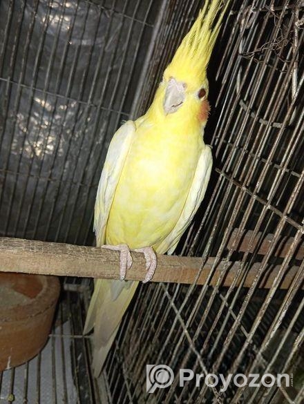 ডিম সহ ককাটেল একজোড়া