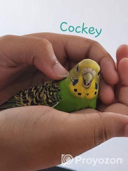 Tamed Budgie’s