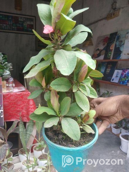 Indoor Plant’s