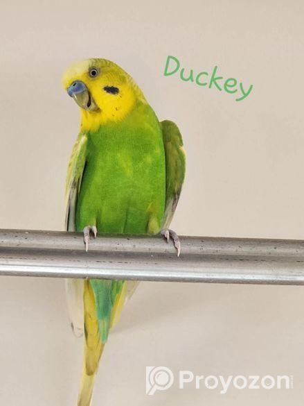 Tamed Budgie’s